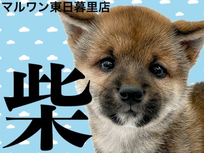 【 柴犬 】胡麻柴風の黒差し毛が魅力。堂々たる赤柴の男の子！