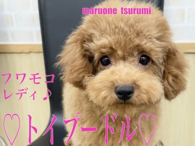 【 トイプードル 】生後4ヶ月を迎え華麗に成長中のレッドの女の子！！
