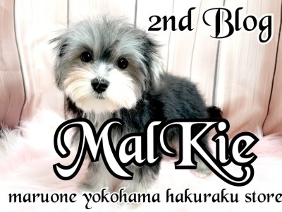 【 MIX 】唯一無二のミックス犬！フレンドリーなマルキーちゃんの成長記録