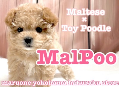 【 MIX 】不動の人気を誇るマルプー！ぬいぐるみ感満載のルックスにご注目！