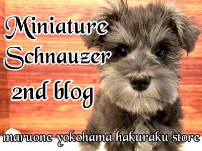 【 ミニチュアシュナウザー 】犬界の博士は伊達じゃない！生後4か月半の成長記録！