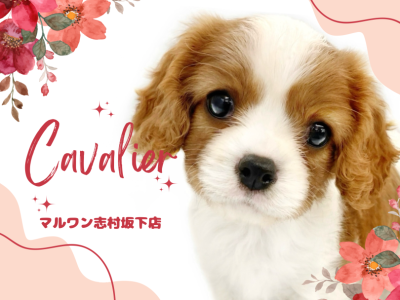 【 キャバリア 】美しいブレンハイムと超童顔！飼いやすい穏やかな性格の女の子！