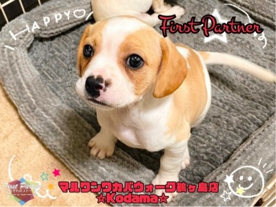 【 ファーストパートナー 】ワカバウォーク鶴ヶ島店児玉の愛犬物語！