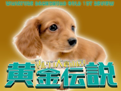 【 ミニチュアダックスフント 】輝きを放つ黄金色が美しい短足娘！