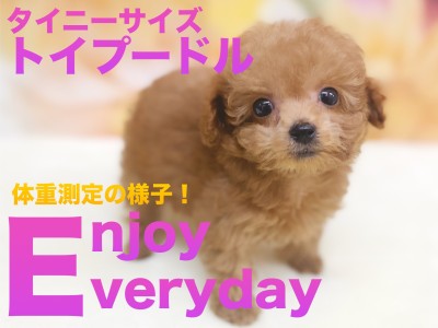 【 トイプードル 】タイニーサイズ有望トイプードルちゃんの体重測定！