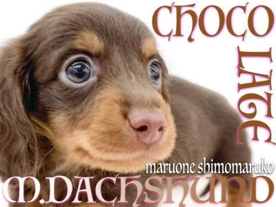 【 ダックスフント 】一年中がバレンタイン！チョコタンダックスとの甘い生活！