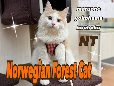 【 ノルウェージャンフォレストキャット 】生後6ヶ月の今とオススメな理由を解説