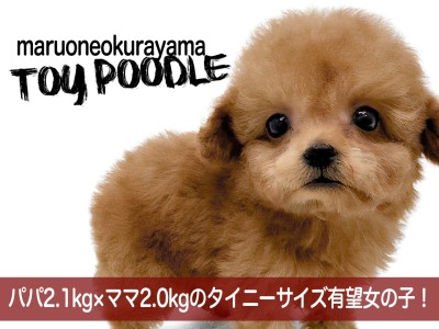 【 トイプードル 】パパ2.1kg×ママ2.0kgのタイニーサイズ有望な女の子！