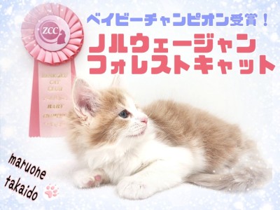 【 ノルウェージャンフォレストキャット 】激レア！良血統の甘えん坊プリンセス！