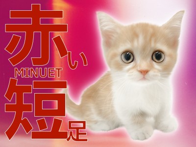 【 ミヌエット 】究極の愛情表現を魅せてくれた人懐っこさMAXな短足ちゃん！
