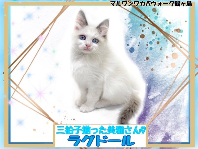 【 ラグドール 】美しすぎるお顔と甘えん坊な性格の男の子！