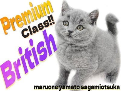 【 ブリティッシュ 】最高峰の容姿！マルワンプレミアム認定の丸顔癒し系キャット！