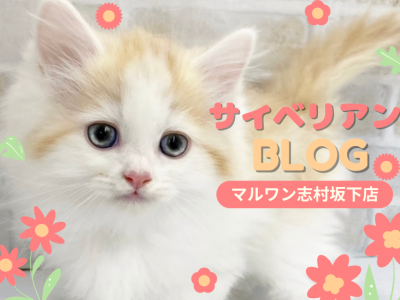 【 サイベリアン 】豪華な被毛にメロメロ！抱っこが好きすぎるサイベちゃんが入店！