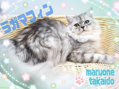 【 ラガマフィン 】麗しのビジュアルに落ち着いた性格！まったり過ごしたい方必見！