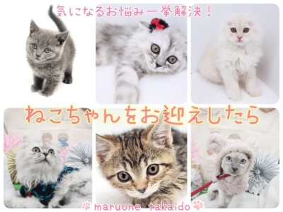 【 お迎え後のポイント紹介 子猫編 】気になるお悩み一挙解決！