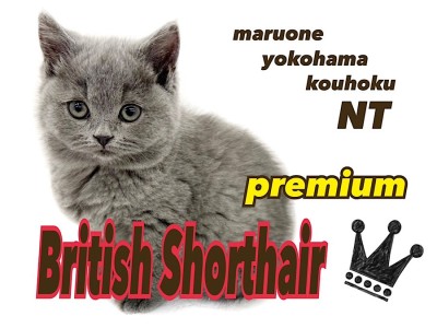 【 ブリティッシュショートヘア 】まん丸極上癒し系プレミアムにゃんこ