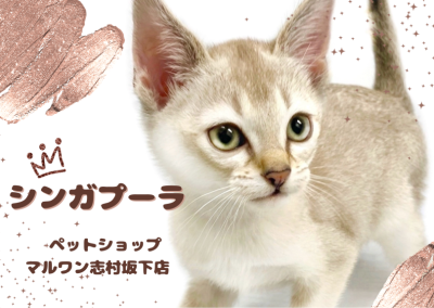 【 シンガプーラ 】世界最小猫種の子猫が板橋区に降臨！神秘的な容姿にご注目！