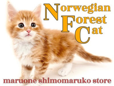 【 ノルウェージャン 】穏やかで甘えん坊！人が好きで将来は膝乗りニャンコになる癒し系の性格！