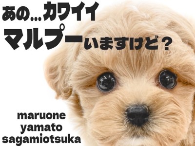 【 マルプー 】魅力は無限！？最高に可愛いルックスと優しいカラーの甘め女子登場
