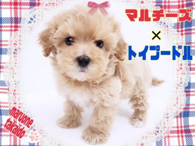 【 MIX 】天真爛漫で超がつくほどフレンドリー！大人気MIX犬マルプー！