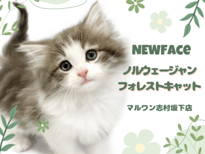 【 ノルウェージャン 】癒し効果絶大！溶けたように甘えてくれるノルちゃんが入店！
