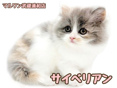 【 サイベリアン 】ダイリュートキャリコカラーの女の子が埼玉浦和に登場！