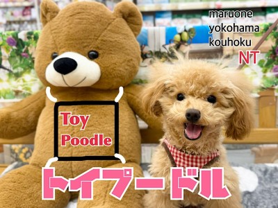 【 トイ・プードル 】生後6ヶ月の4thブログ
