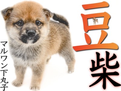 【 豆柴 】5kgと最小クラスの両親を持つ容姿と仕草を見ればアナタも柴マニア！
