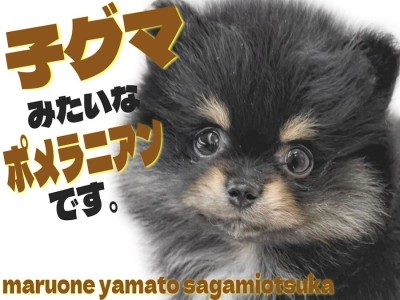 【 ポメラニアン 】可愛らしさがギュッと詰まった！ブラックタンの子グマ系ポメ！