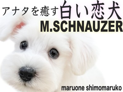 【 ミニチュアシュナウザー 】癒しと愛情をお届け！生後2ヶ月のレアカラー白シュナ