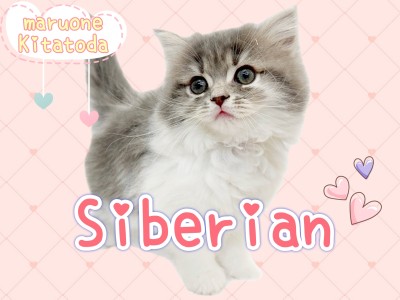 【 サイベリアン 】 今大注目のにゃんこ！セレブ級の風格を持つ圧倒的美猫！