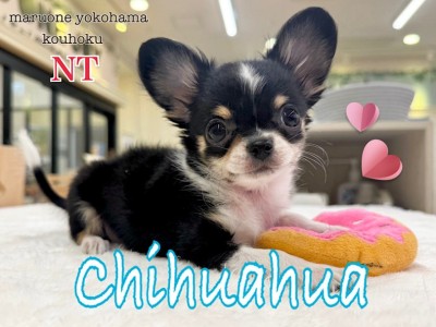 【 チワワ 】特徴的な手袋がチャームポイント！小さめチワワの男の子がやって来た！