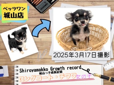 【 チワワ 】 チワワの城山っ子成長報告！2025年3月17日