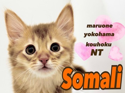 【 ソマリ 】環境馴れ抜群！太陽の様なカラーとスレンダーな美ボディ猫さん