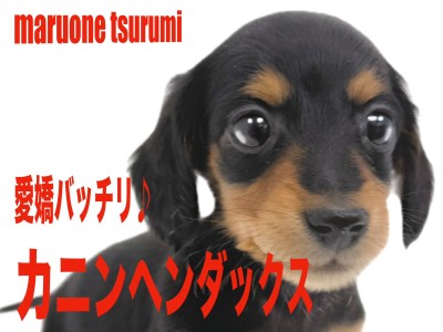 【 カニンヘンダックス 】とてもフレンドリーで遊ぶのが大好きな女の子！！