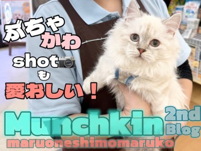 【 マンチカン 】優雅さも愛嬌もレベルアップ！短足猫の魅力に迫る2ndブログ！