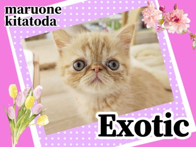 【 エキゾチック 】可愛さがぎゅっと詰まった鼻ぺちゃにゃんこが北戸田店に初登場！