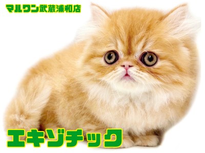 【 エキゾチック 】究極のブサカワ！超甘えん坊なロングヘアの男の子！