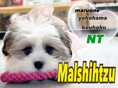 【 MIX 】生後100日！マルチーズ×シーズーのミックス犬マルシーズー成長記録