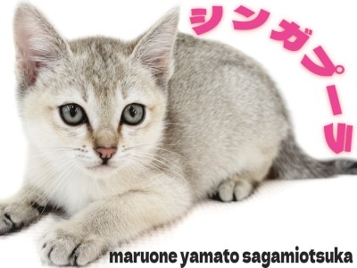 【 シンガプーラ 】小さな体に秘めた大きな愛情を持ったギャップにゃんこ登場！