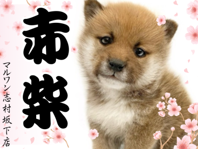【 柴犬 】たぬき顔赤柴をお探しの方は大注目！丸顔と垂れ目が愛らしい柴が登場！