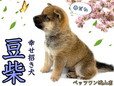 【 豆柴 】暖かい季節になりました。豆ちゃんと一緒に散歩へ行きませんか？