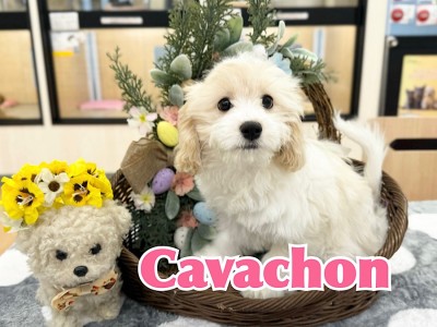 【 キャバション 】生後4ヶ月、キャバションちゃんの2nd成長記録ブログ