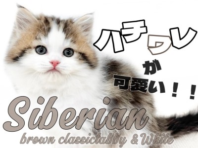 【 サイベリアン 】美しさと可愛さを兼ね備えた適応力抜群のハチワレサイベリアン！