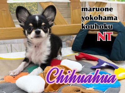 【 チワワ 】生後3ヶ月、チワワくんの成長記録！