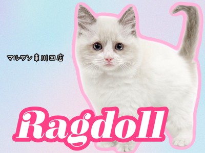 【 ラグドール 】ブルーの瞳が印象的！可愛さと美しさを兼ね備えた超美猫！