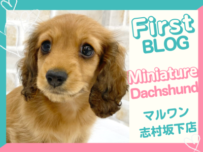 【 ミニチュアダックスフント 】抱っこ好きで慈しみ溢れるダックスが板橋区に登場！