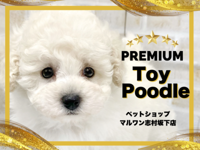【 トイプードル 】プレミアムの称号を持ったホワイトトイプードルが板橋区に登場！