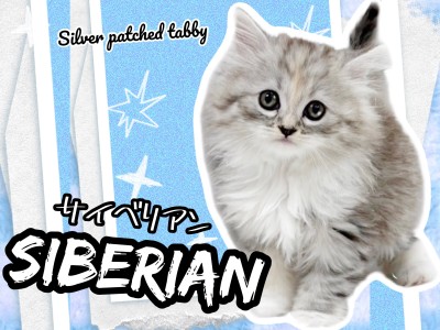 【 サイベリアン 】美しさ抜群の被毛！人懐っこさも兼ね備えた激カワにゃんこ！