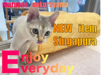 【 シンガプーラ 】NEWアイテム！キャットトンネルで遊ぼう！！